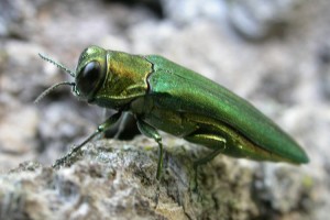 Emerald-Ash-Borer-Beetle